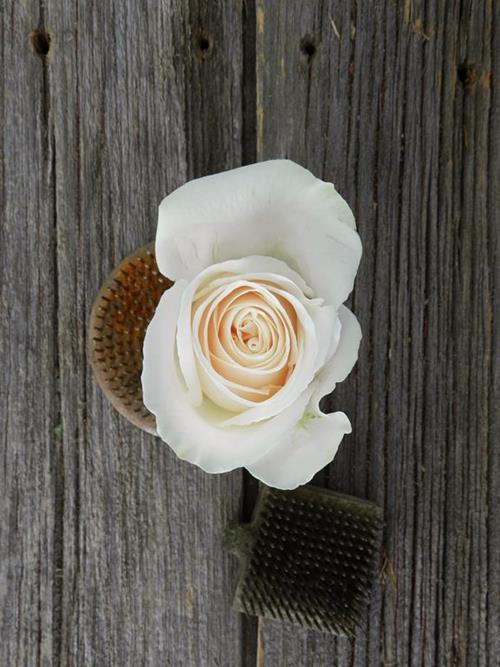 Vendela  Cream Roses